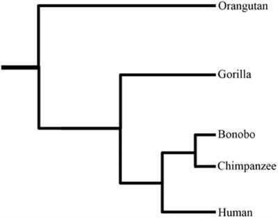 Current Progress in Evolutionary Comparative Genomics of <mark class="highlighted">Great Apes</mark>